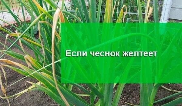 У чеснока желтеют кончики листьев в апреле. Желтеет чеснок. от пожелтения листьев чеснока. у чеснока желтеют кончики листьев. пожелтели кончики листьев чеснока.