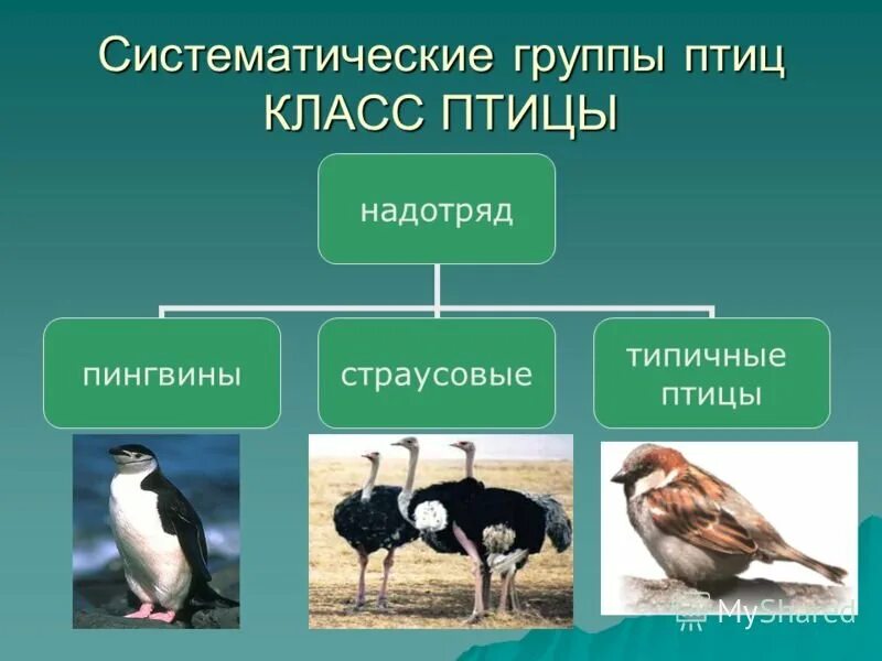 Систематически граппы птиц. Класс птицы. Систематические группы Пти. Экологические группы птиц.