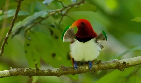 The world’s tiniest bird-of-paradise looks like a sad bean image. 