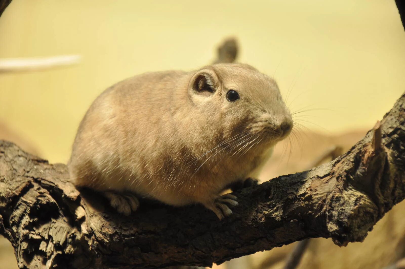 Гунди грызун. Пустынный гунди. Даман юар. Ctenodactylus gundi. Пустынный гунди.