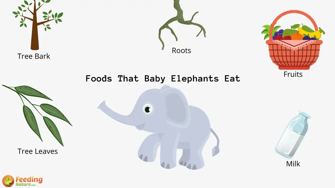 Человек фоткает тигра. Смартфон с отпечатком тигра. Тигр и слон фото красиво. Национальный парк корбетт индия фото. Eat elephant by parts.