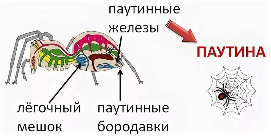 Паук строение паутинные железы. Паутинные железы у пауков. Паутинные бородавки у паукообразных. Железы паукообразных. Паукообразные паутинные железы