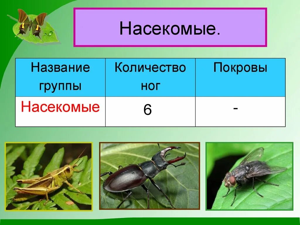 Покров насекомых. Группа животных насекомые. Группы класса насекомые. Группа насекомых 2 класс окружающий мир. Группы организмов насекомые