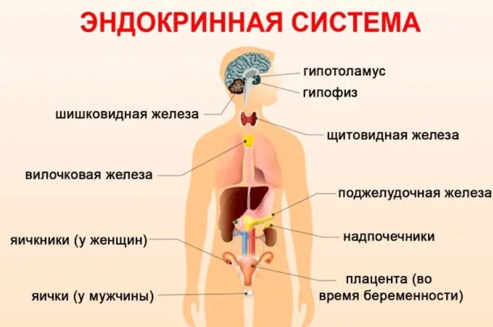 С какими болезнями находятся. Эндокринная система человека схема. К эндокринной системе органов относят. Железы внутренней секреции анатомия человека. Органы эндокринной системы человека анатомия.