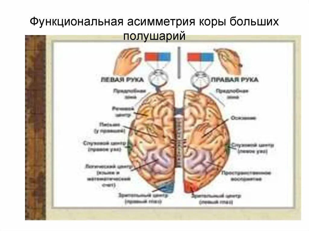 Функциональная асимметрия. Функциональная асимметрия коры больших полушарий. функциональная асимметрия коры головного мозга. функциональная асимметрия больших полушарий головного мозга. функциональная асимметрия коры больших полушарий головного мозга.