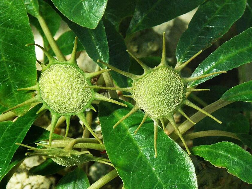 Дорстения. Дорстения Фоэтида. Dorstenia foetida. Дорстения Хорвуда. Dorstenia foetida (дорстения Фоэтида).