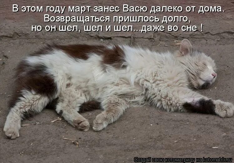 Прогонять кошек во сне. Прогонять кошек во сне. Спящий кот. Прогонять кошек во сне. Прогонять кошек во сне.