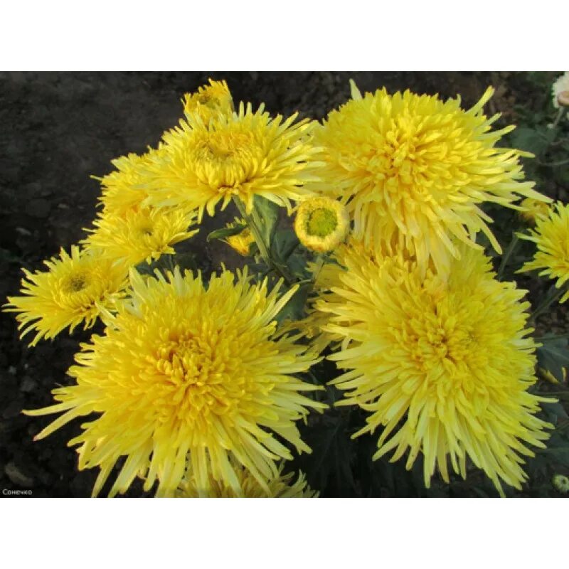 Купить семена Хризантема Chrysanthemum Sonechko в Москве: доставка семян по Росс