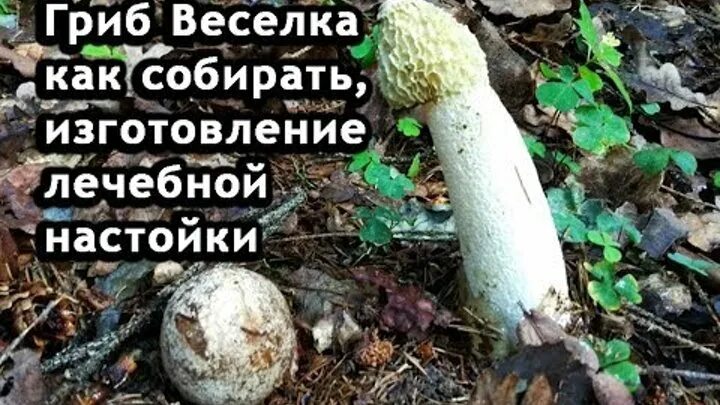 Лечение настойкой веселки. Веселка лекарство. Гриб веселка сушеный. Весёлка обыкновенная гриб. Настойка гриба весёлка (100мл).