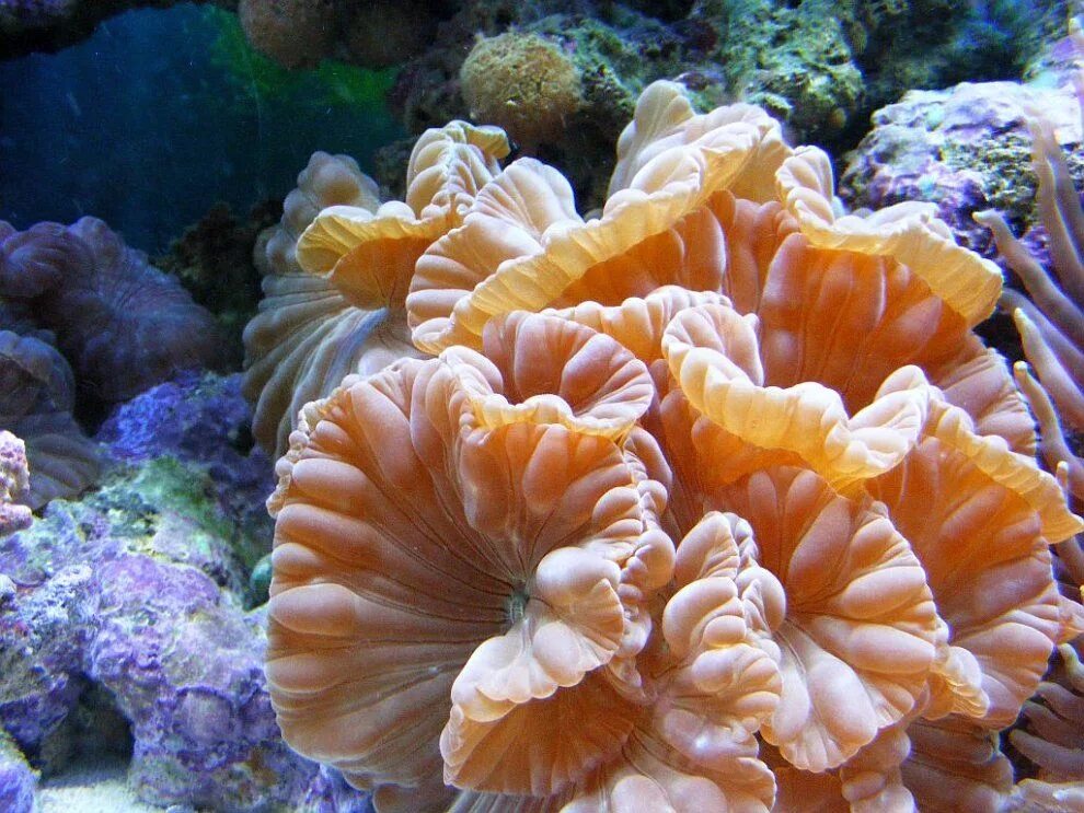 The coral has. Мадрепоровые кораллы. Грибовидные кораллы в большом барьерном рифе. Коралловые полипы рифы. Фунгия коралл.
