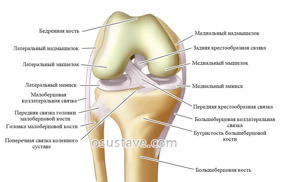 Мыщелок колена. Анатомия коленного сустава мыщелки. Строение коленного сустава мыщелки. Медиальный мыщелок коленного сустава. Латеральный мыщелок бедренной кости в коленном суставе.