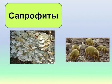 В чем различие между сапрофитами и паразитами