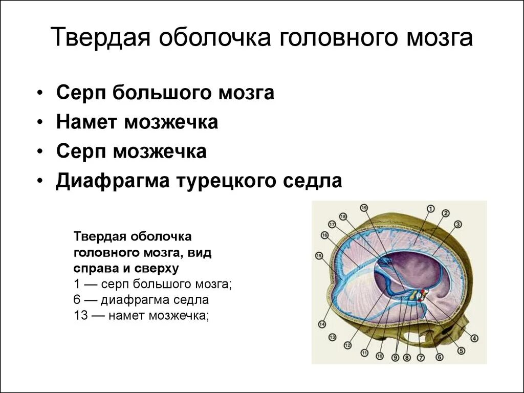 Отросток мозга 4. Диафрагма седла твердой оболочки головного мозга. Отростки твердой мозговой оболочки. Мягкая оболочка головного мозга строение анатомия. Синусы и отростки твердой мозговой оболочки.