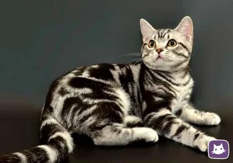 Американская короткошерстная