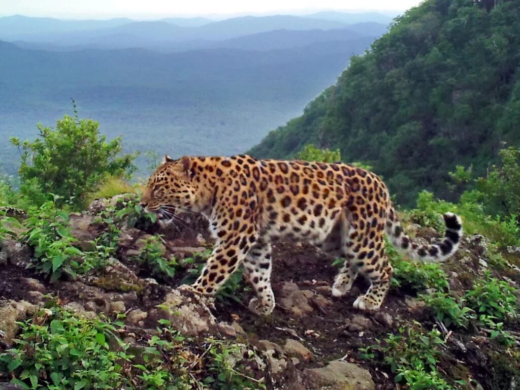 Земля леопарда национальный парк. Хасанский район земля леопарда. Национальный парк "земля леопарда" рысь. Заповедник земля леопарда приморский край. Заповедник земля леопарда находится.