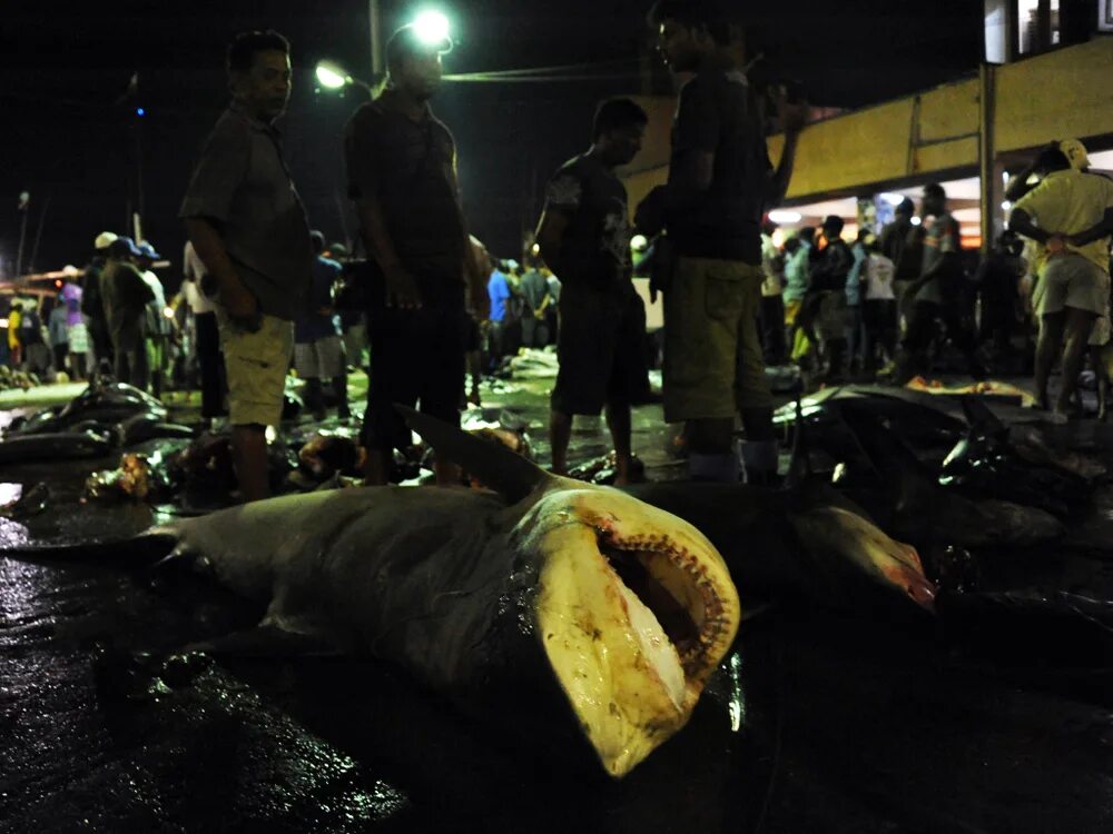 Черноперая рифовая акула. Акулы на шри. Защита от акул для дайвинга. Рифовая акула на шри ланке хиккадува. Акулы на шри.