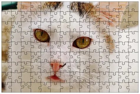 Кошки 0