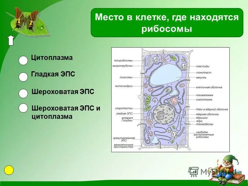 В каких частях клетки находится