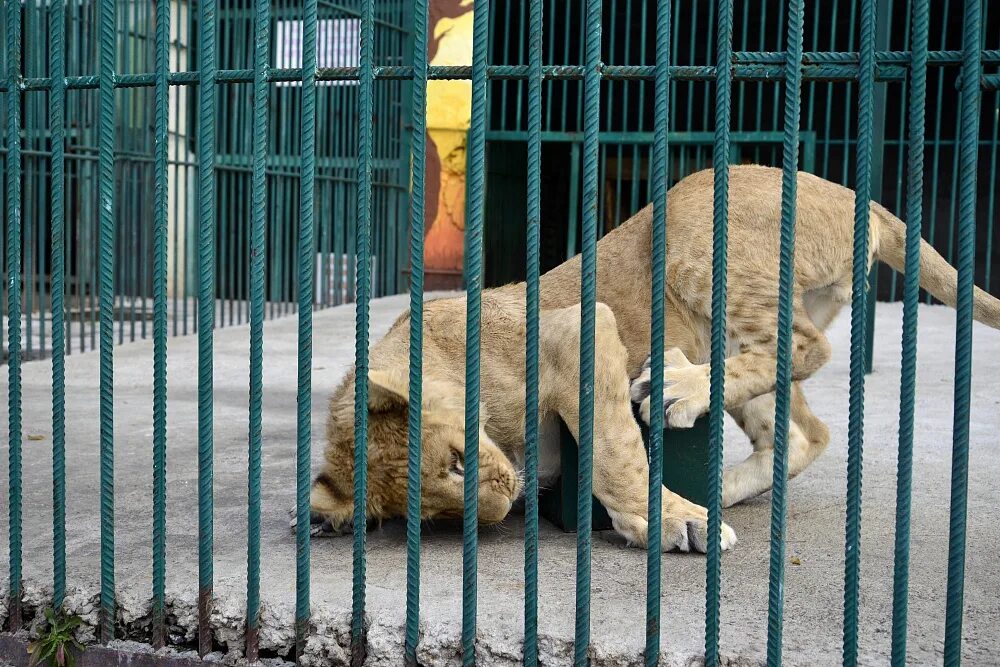 Животные клетки. Обезьяна в зоопарке. Владикавказский зоопарк северная осетия. Животные в клетке в зоопарке. Содержание животных в зоопарке.