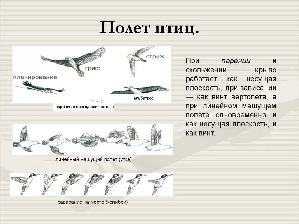 Полет птицы схема. Механизм полета птиц. Виды летающих птиц. Физика полета птиц. Методы полет птицы