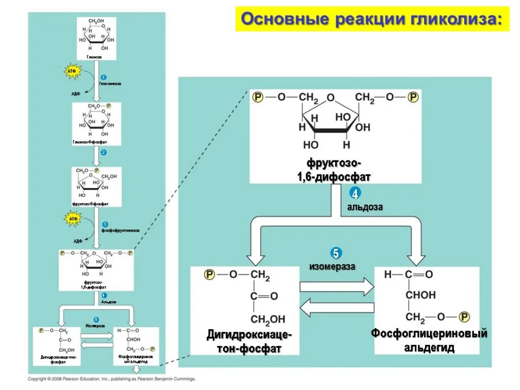 11 Реакция анаэробного гликолиза. Гликолиз реакции с АТФ. Аэробный гликолиз 11 реакций. Гликолиз этапы реакции. Шестиуглеродный сахар образуется в результате гликолиза