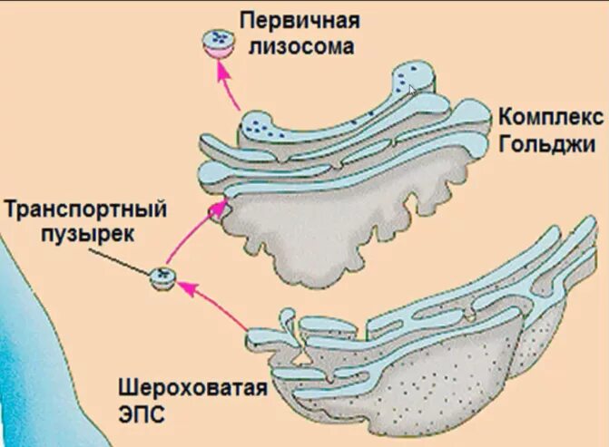 Аппарат Гольджи транспортные везикулы. ЭПС комплекс Гольджи лизосомы. Образование лизосом в комплексе Гольджи. Вакуоли комплекс Гольджи лизосомы 10 класс.