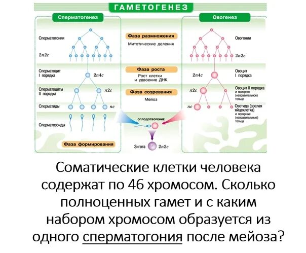 Гаметы и гаметогенез. Овогенез это в биологии 10 класс. 10 Класс фазы гаметогенеза. Гаметогенез ЕГЭ биология таблица. Деление первичных половых клеток