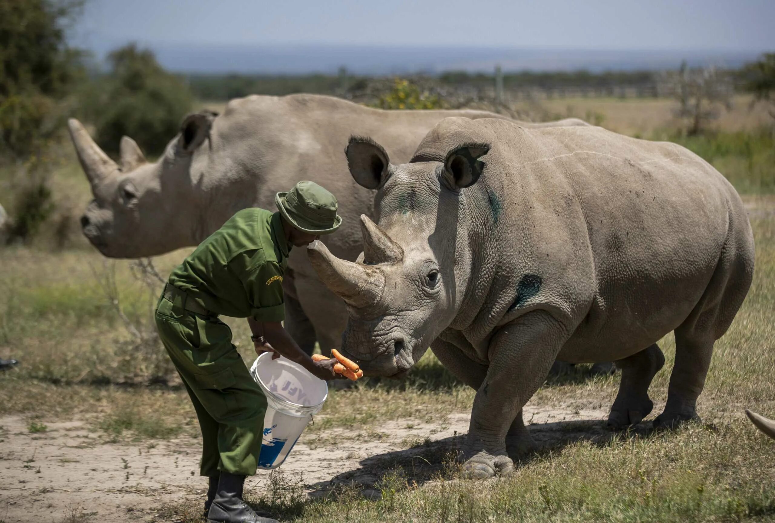 Северный белый носорог вымер. Северный белый носорог 2021. Наджин белый носорог. Северный белый носорог охрана.