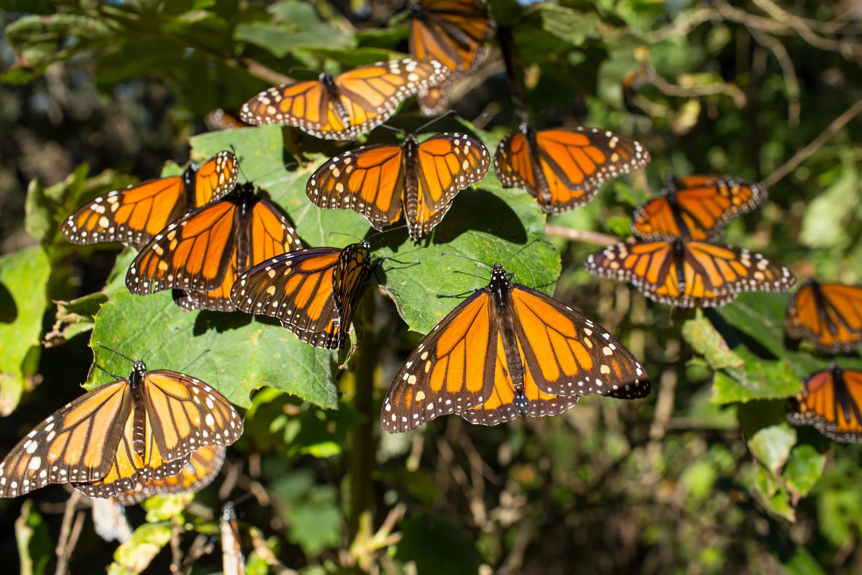 Разнообразие бабочек. Биосферный заповедник бабочки Монарх. Бабочки монархи в Мексике. Биосферный заповедник Марипоса-Монарка. Данаида Монарх.