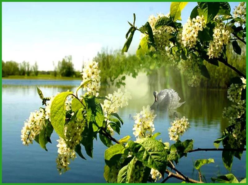Черемуха цветет. Белая черемуха у реки. Черемуха солнце. Черемуха обыкновенная цветение. Природа весной.