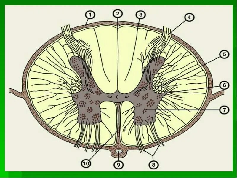Поперечный срез спинного мозга. Поперечный разрез спинного мозга анатомия. Поперечный срез спинного мозга анатомия. Борозды спинного мозга анатомия.