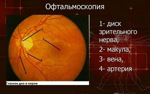 Глазном дне норма