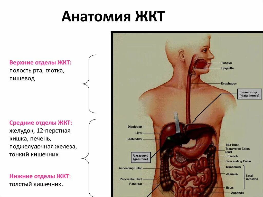 Желудочно-кишечный тракт человека анатомия. Строение желудочно-кишечного тракта. Структура пищеварительного тракта. Отделы ЖКТ схема.