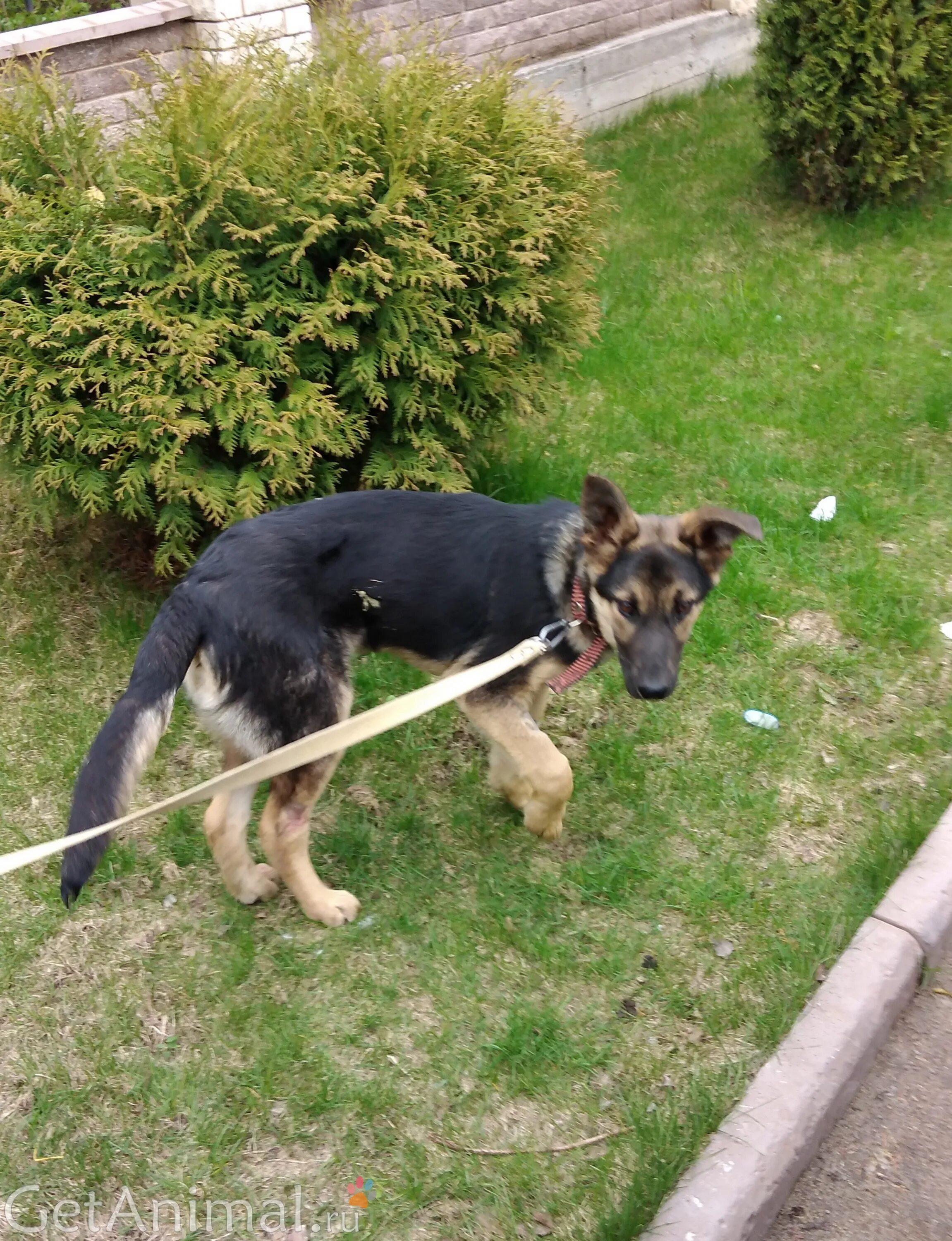 Животные истра. Животные подмосковья. Животный мир ленинградской области. Животные истра. Лесной приют истра.