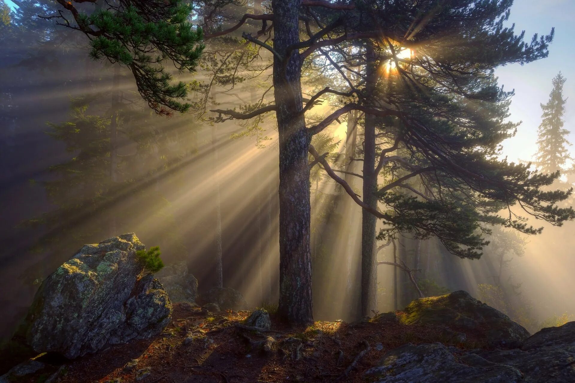 Солнце сквозь сосны. Утренний лес. Солнце сквозь деревья. Лучи солнца в лесу.