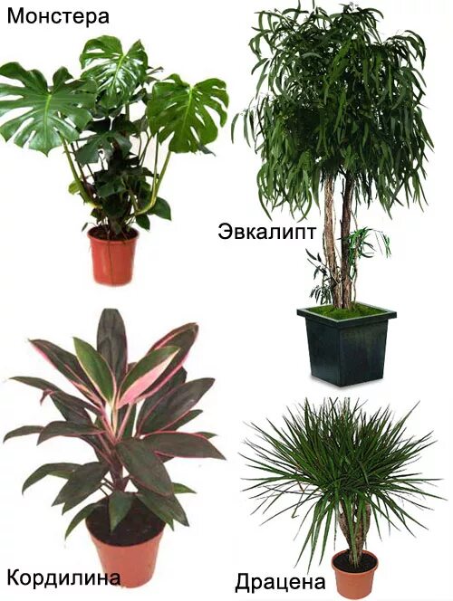 Комнатные цветы каталог с фотографиями. Драцена монстера. Домашние цветы с названиями не цветущие. Названия комнатных цветов с картинками не цветущие. Комнатные цветы в спальне полезные.