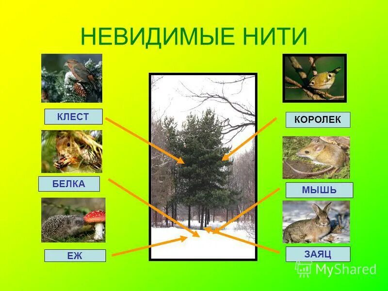 Невидимые нити в лесу. Невидимые нити в лесу