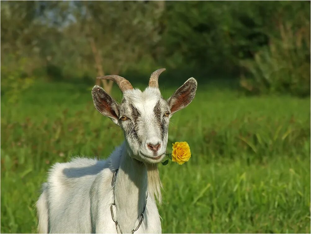 ты моя козочка дайка молочка. 3 козочки. фотосессия с козой. для детей. козлик и кошка.