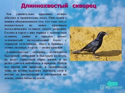 Скварец или скворец как пишется