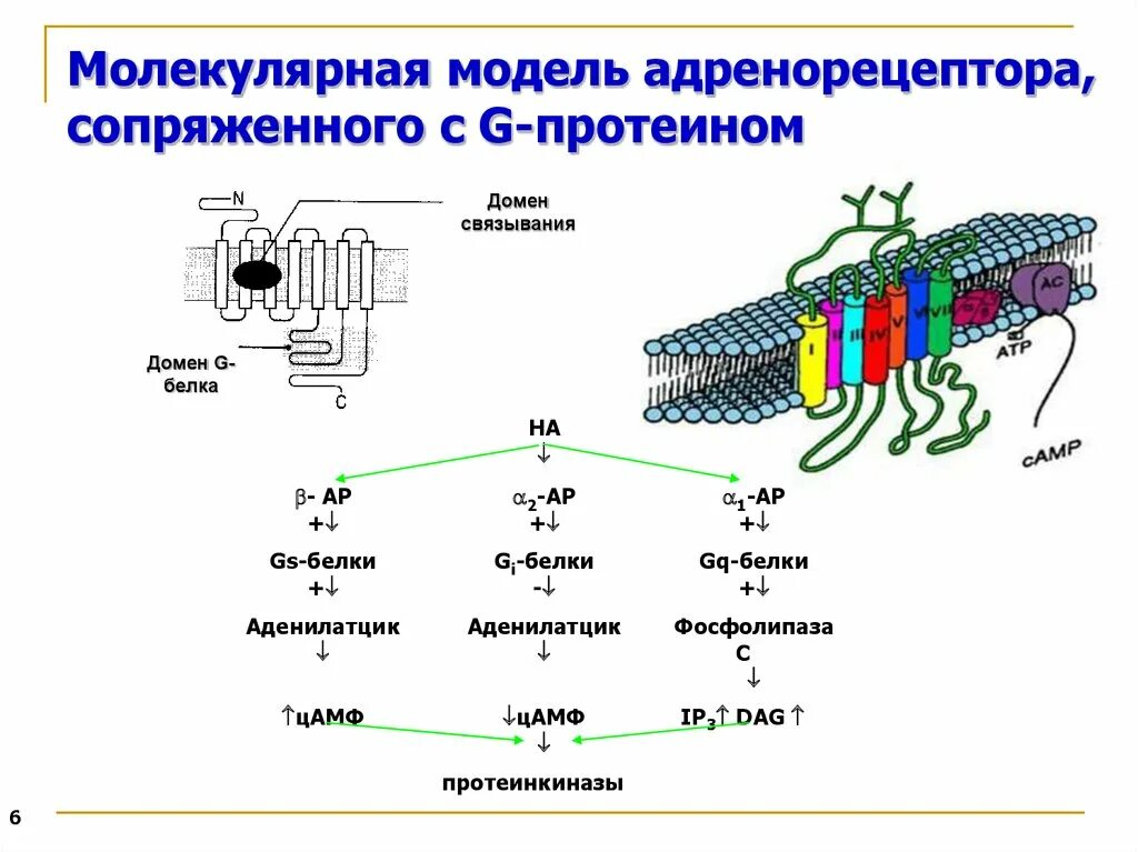 Стимуляция альфа 1 адренорецепторов. Механизм альфа адренорецепторов. Альфа 1 рецепторы и альфа 2. Строение бета2 адренорецепторов. Механизм альфа адренорецепторов.