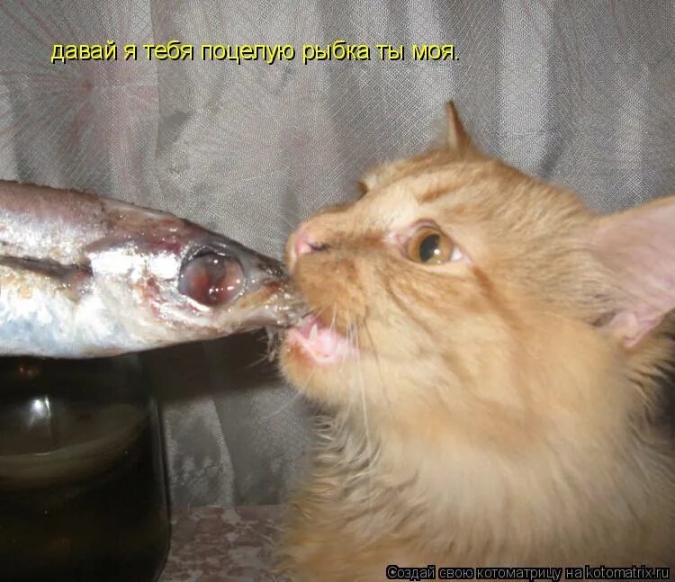 Поцеловать. Дай поцелую картинки. Давай поцелуй. Поцелуй юмор. Дайте я вас сейчас расцелую.