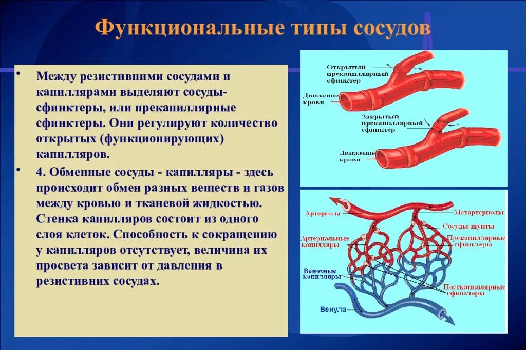 Обменные сосуды(капилляры) физиология. Типы кровеносных сосудов. Артерии сосуды капилляры. Функциональные типы сосудов.