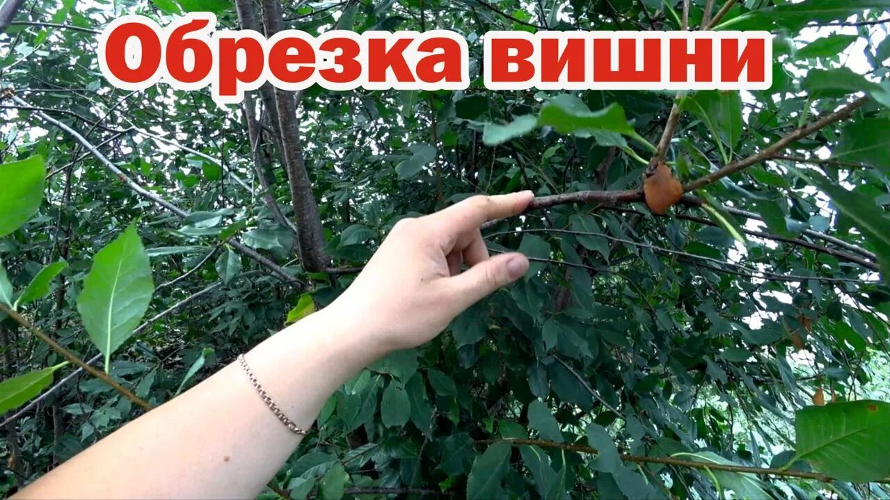 Обрезка вишня черешня. Обрезка вишни. когда обрезать черешню. как обрезать черешню. обрезка черешни.