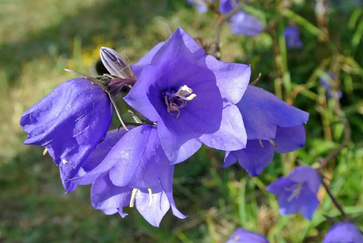 Колокольчики посадка и уход в открытом. Колокольчик персиколистный (Campanula persicifolia). Колокольчик персиколистный (Campanula persicifolia `Takion Blue`). Колокольчик персиколистный (Campanula persicifolia l.). Кампанула синий колокольчик.