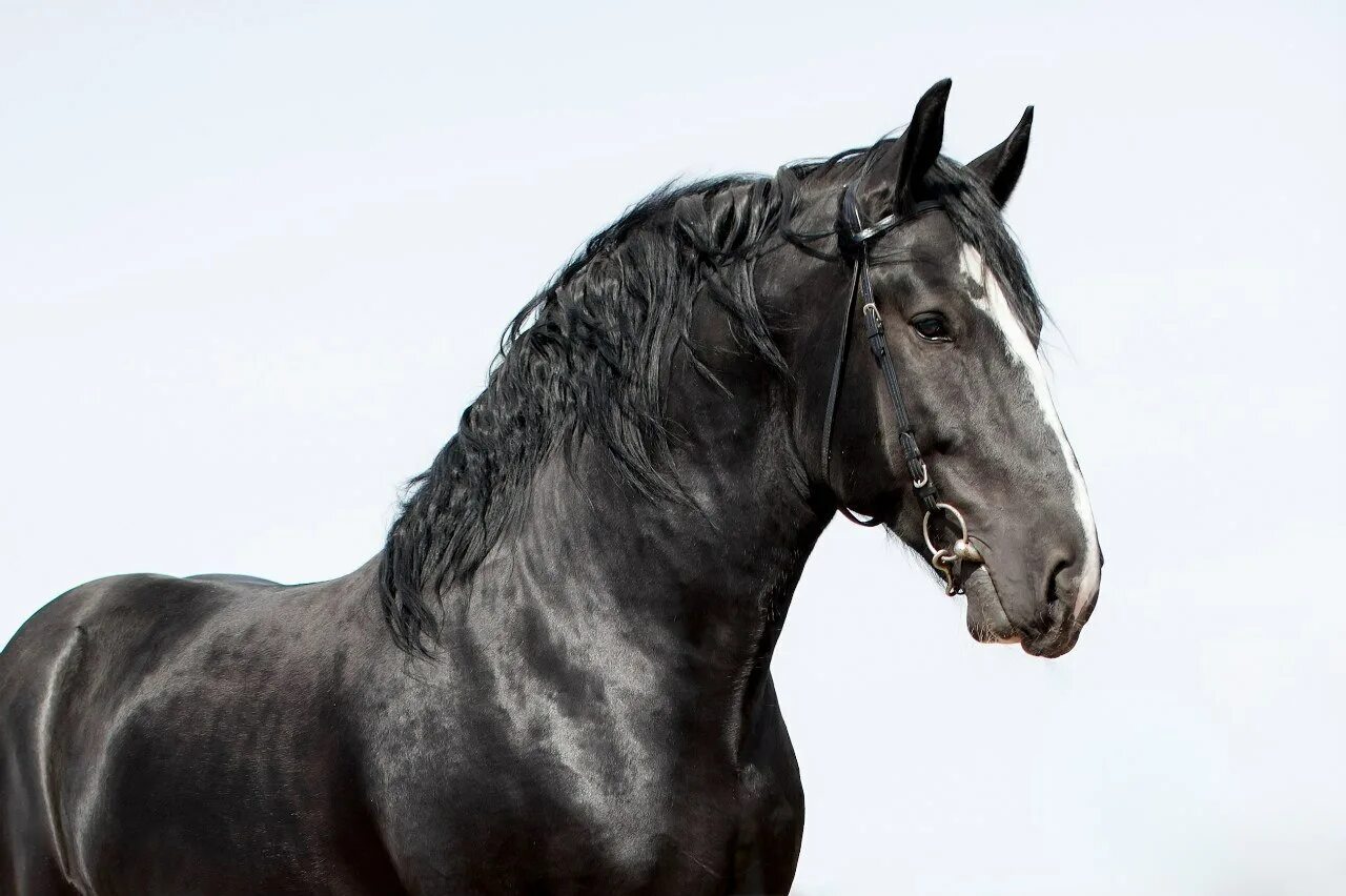 Р 1 конь. Орловский рысак барс 1. Лошади породы владимирский тяжеловоз. Лошадь на темном фоне. Стикеры из мультфильма таура.