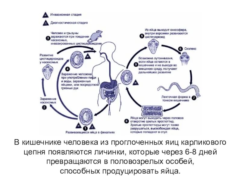 Карликовый цепень жизненный цикл. Жизненный цикл карликового цепня. цикл развития карликового цепня схема. жизненный цикл карликового цепня схема. цикл развития карликового цепня.