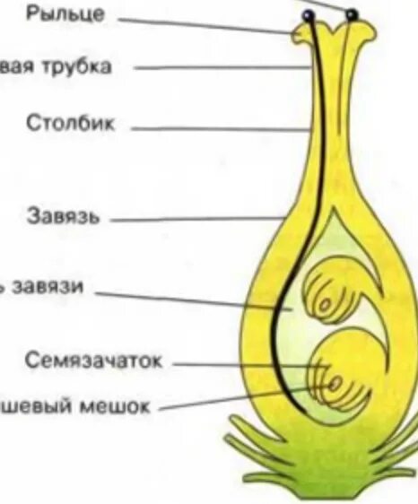 Семязачатки защищены завязью пестика. Тюльпан семязачаток. семязачатки у тюльпана. семязачаток цветка. семязачаток у цветка тюльпана.