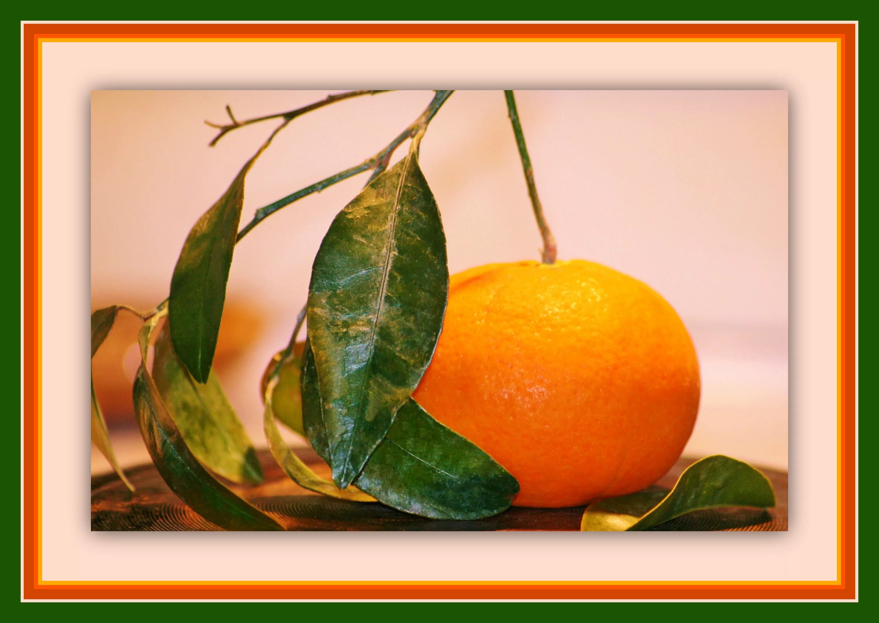 Почему мандарин оранжевый. Фоторамка апельсин. Лист цитруса. Рамка фрукты Мандарик. Листья цитрусовых различия.