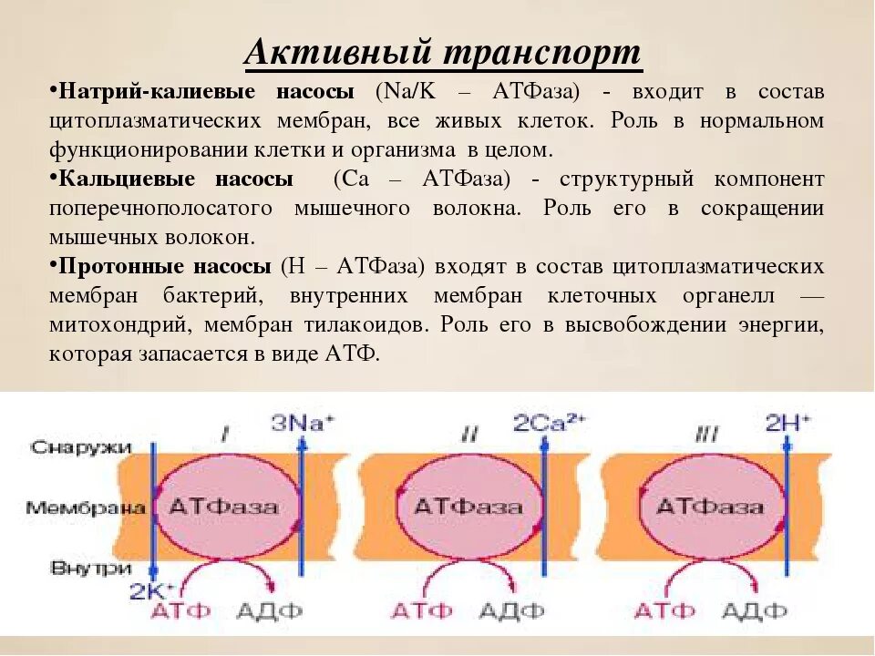 Кальциевый насос физиология. Натрий калиевый насос АТФ. Na k АТФАЗА механизм переноса.