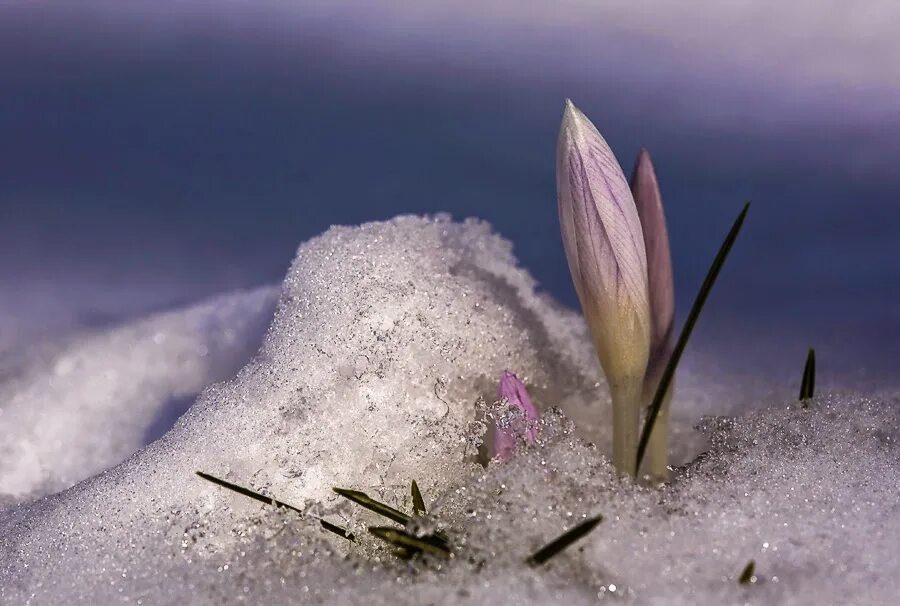 Метели растение. Пролески, подснежники, крокусы. Цветы из под снега. Подснежники зимой.